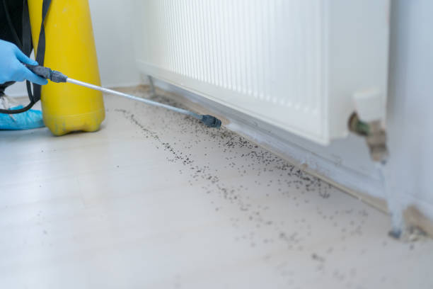 Best Affordable Pest Control Services  in Irwin, SC
